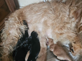6 mixed puppies for sale