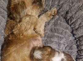 Adorable Imperial Shih Tzu Puppy Oreo