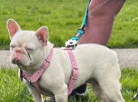 Pink French Bulldog