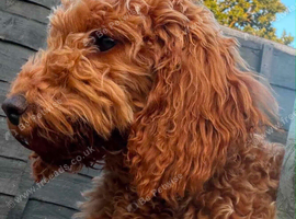 Toy Poodle Puppy Female