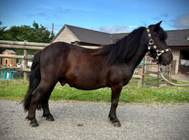 SPSBS Shetland Gelding
