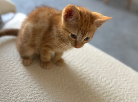 Ginger kitten
