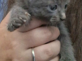 Tow kittens