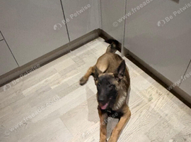 Beautiful 11 month old girl malinois