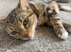 Half bengals