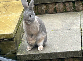 Light grey rabbit called cottontail