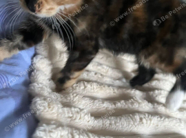 Kitten for a loving home