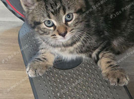 2 kittens (boys and girl)