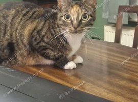 Mixed breed cat