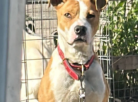 Rocky 11months old