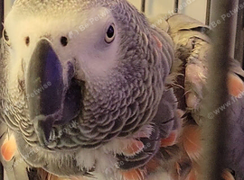 African grey parrot