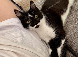 Kitten for adoption