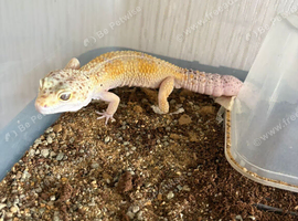 3 leopard geckos