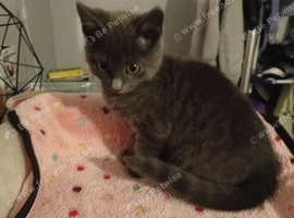 Beautiful Grey Boy Kitten