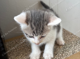 Beautiful kittens available now