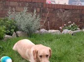 Loving lab companion