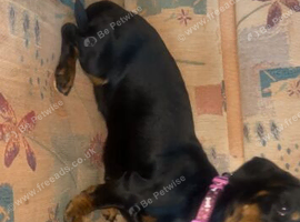 Mini Dachshund