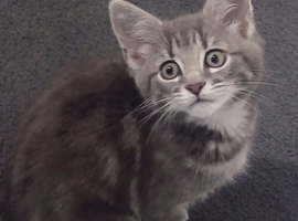 Kitten 4 sale