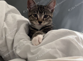 Kittens