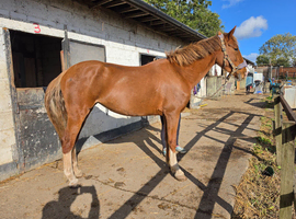 Dutch KWPN Mare
