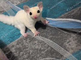2 baby male leustics gliders need new home