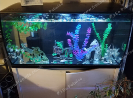 Hybrid koi/shubinkin fry with tanks