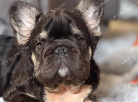 Fluffy thick rope french bulldog puppie