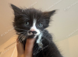 british shorthair mixed with manecoon