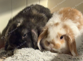 Beautiful mini lops looking for new home
