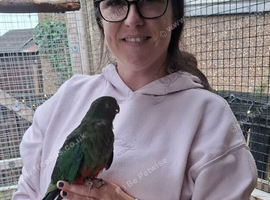 Australia king parrot