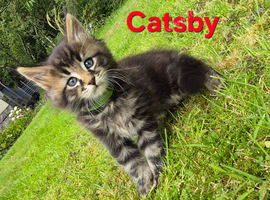 Maine Coon kittens for sale