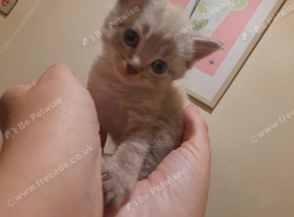 Grey /cream boy kitten