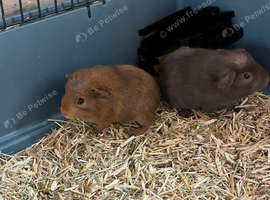 3 x boars