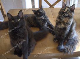 3 Maine coons in Bury
