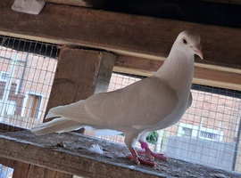 RacerWhite male