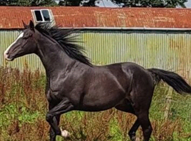 Handsome 16.2 dark bay TB gelding