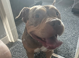 Pocket bully