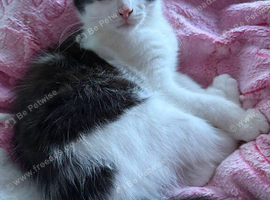 12 weeks kitten