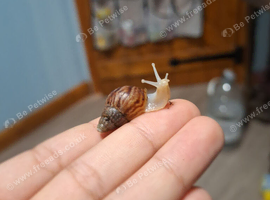 Baby Giant African Land Snails