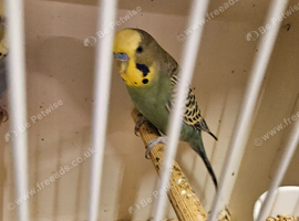 Proven pair budgies