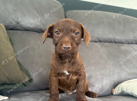 3 Beautiful Patterdale terrier boys