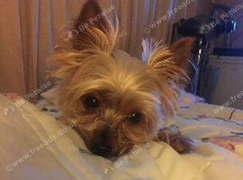 Wanted a Yorkshire Terrier bitch from 2 yrs up.