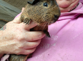 Guinea pigs for sale