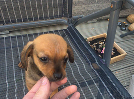 Chiweenie puppies for sale