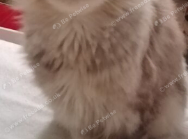 Boy Maine coon