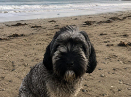 CINDY &ndash; 1 .5 YEAR OLD FEMALE SEEKING A LOVING FOREVER HOME