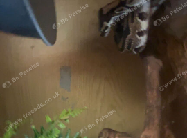 ball python