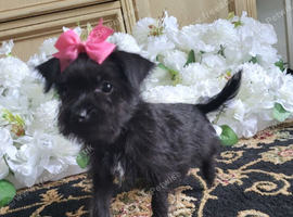 Yorkshire terrier x puppies