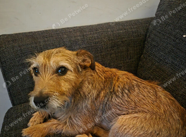 Patterdale terrier