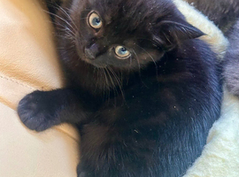 Beautiful kittens